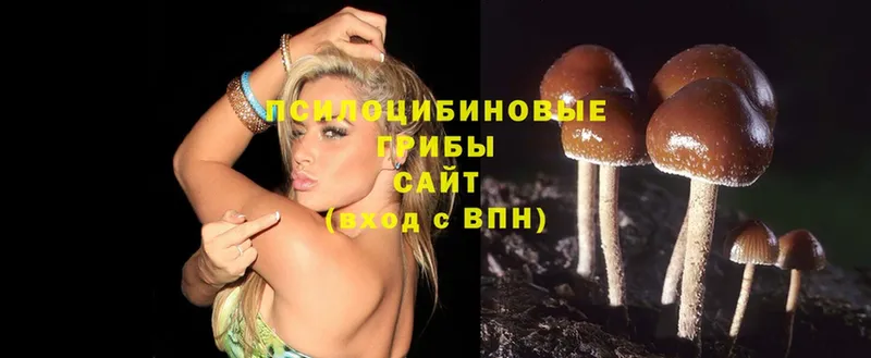 hydra   Починок  Галлюциногенные грибы Cubensis 